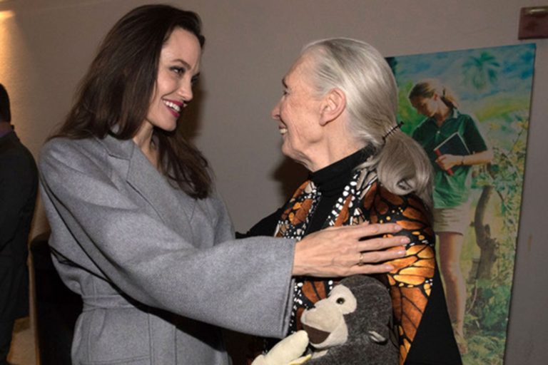 Angelina Jolie Among the Stars Helping to Celebrate Animal Activist Jane Goodall’s New Documentary