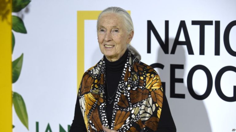 Oscar Buzz: Jane Goodall Jumps in Lead, Plus Clive Davis Doc Picks Up Win, Gilbert Gottfried Wears a Big Suit